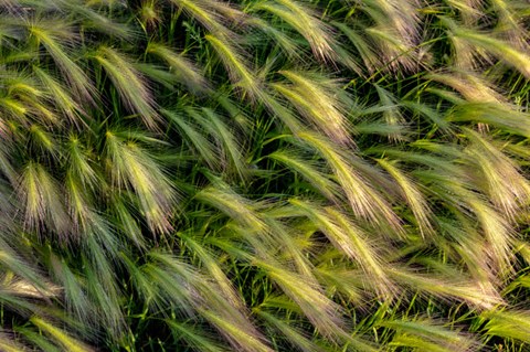 Framed Close-Up Of Foxtail Barley, Medicine Lake National Wildlife Refuge, Montana Print