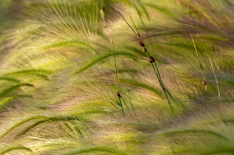 Framed Close-Up Of Foxtail Barley, Medicine Lake National Wildlife Refuge, Montana Print