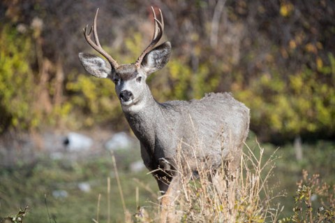 Framed Mule Deer Buck At National Bison Range, Montana Print