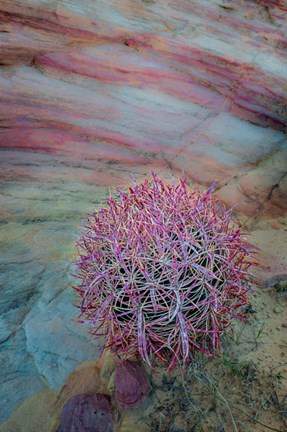Framed Nevada, Overton, Valley Of Fire State Park Multi-Colored Rock Formation And Cactus Print