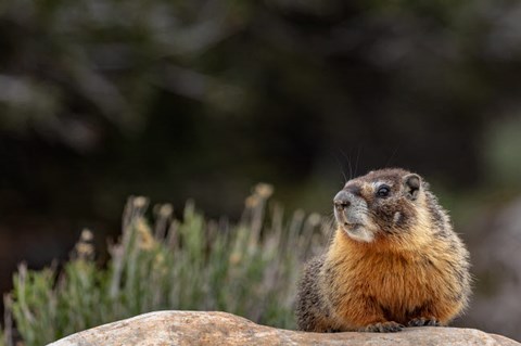 Framed Yellow Bellied Marmot In Great Basin National Park, Nevada Print