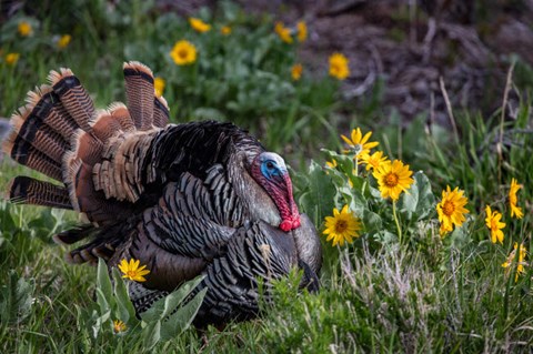 Framed Tom Turkey In Breeding Plumage In Great Basin National Park, Nevada Print