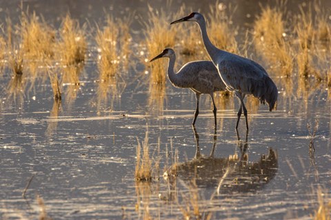 Framed Sandhill Cranes In Water Print