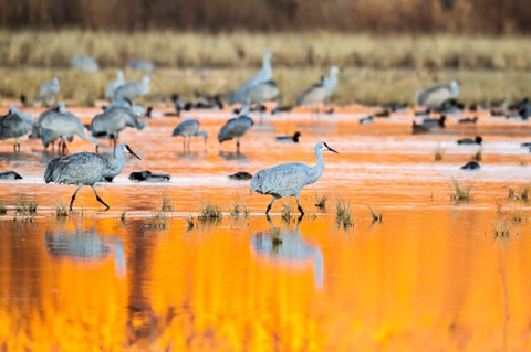 Framed Sandhill Cranes In Water At Sunrise Print