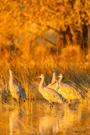 Framed Sandhill Cranes In Water At Sunrise Print