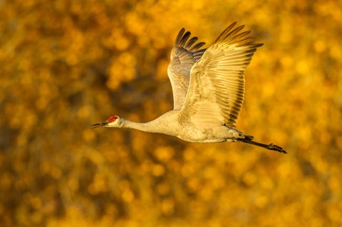 Framed Sandhill Crane Flying Print