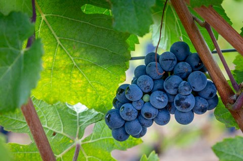 Framed Oregon, Elk Cove Winery Grapes On The Vine Print