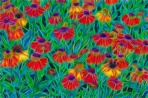 Framed Oregon, Coos Bay, Abstract Of Helenium Flowers In Garden Print