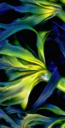 Framed Oregon, Cape Arago Abstract Photo Of Pacific Bull Kelp Print