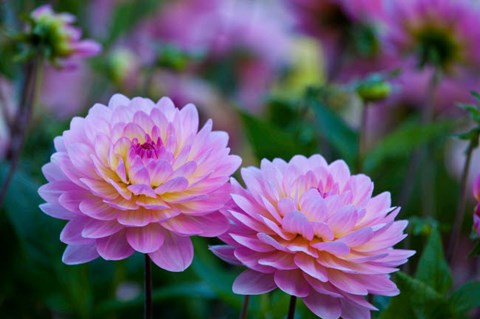 Framed Oregon, Shore Acres State Park Dahlias In Garden Print