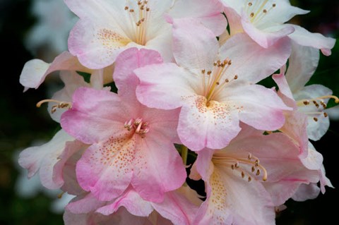 Framed Oregon, Shore Acres State Park Rhododendron Flowers Close-Up Print