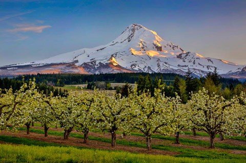 Framed Oregon Pear Orchard In Bloom And Mt Hood Print