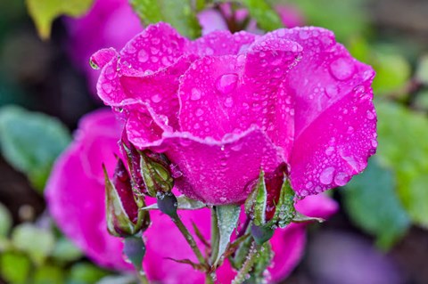 Framed Rose With Dew Drops After Rain, Shore Acres State Park, Oregon Print