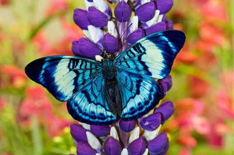 Framed Butterfly, Panacea Procilla On Lupine, Bandon, Oregon Print