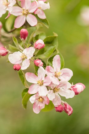 Framed Hood River, Oregon, Close-Up Of Apple Blossoms Print