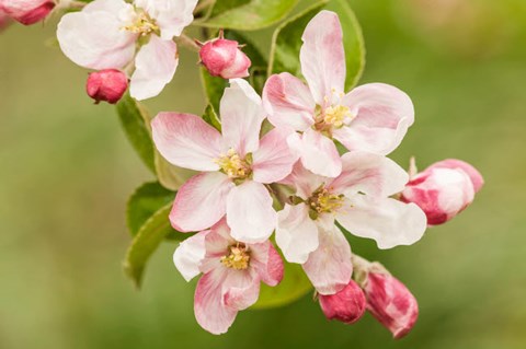 Framed Hood River, Oregon, Apple Blossoms In The Nearby Fruit Loop Area Print