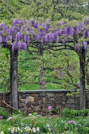 Framed Wisteria In Full Bloom On Trellis Chanticleer Garden, Pennsylvania Print