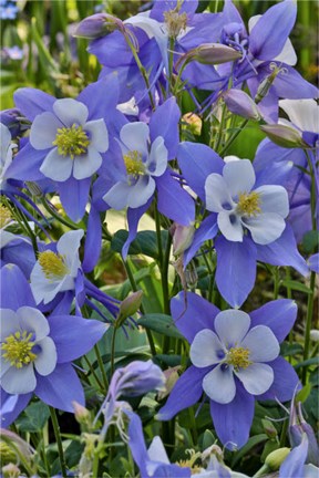 Framed Blooming Columbine, Longwood Gardens, Pennsylvania Print