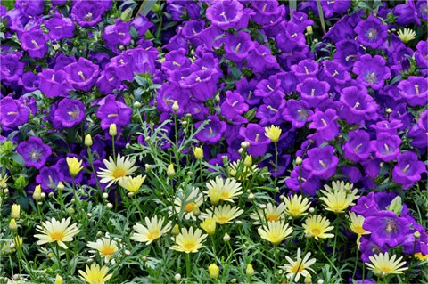 Framed Bell Flowers And Yellow Daisies, Longwood Gardens, Pennsylvania Print