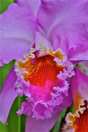 Framed Orchids In Longwood Gardens Conservatory, Pennsylvania Print