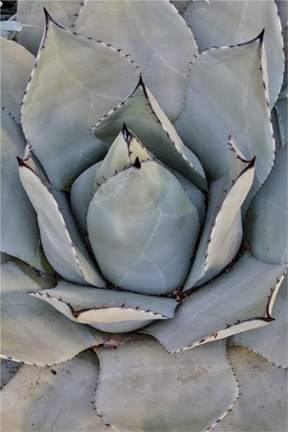 Framed Silver Toned Succulent, Longwood Gardens Conservatory, Pennsylvania Print