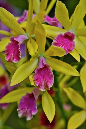 Framed Orchids In Longwood Gardens Conservatory, Pennsylvania Print