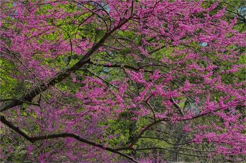 Framed Redbud Tree In Full Bloom, Longwood Gardens, Pennsylvania Print