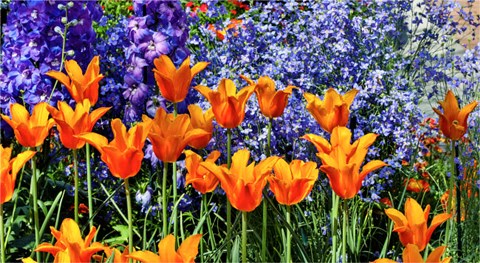 Framed Tulip Garden, Pennsylvania Print