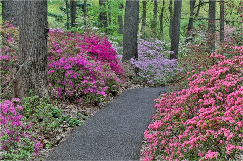 Framed Path And Azaleas In Bloom, Jenkins Arboretum And Garden, Pennsylvania Print