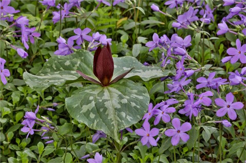 Framed Red Trillium And Blue Phlox Chanticleer Garden, Pennsylvania Print