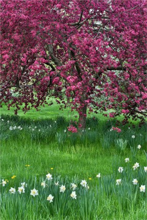 Framed Springtime Crabapple In Rose Blooming, Chanticleer Garden, Pennsylvania Print