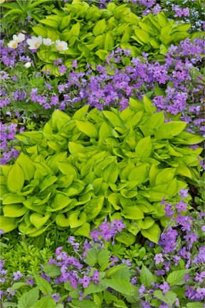 Framed Spring Colors, Chanticleer Garden, Pennsylvania 1 Print