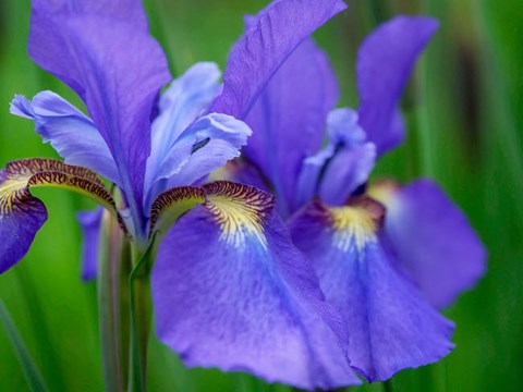 Framed Close-Up Of Purple Iris Flowers Blooming Outdoors Print