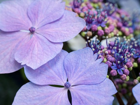 Framed Close-Up Of A Purple Lacecap Hydrangea Print