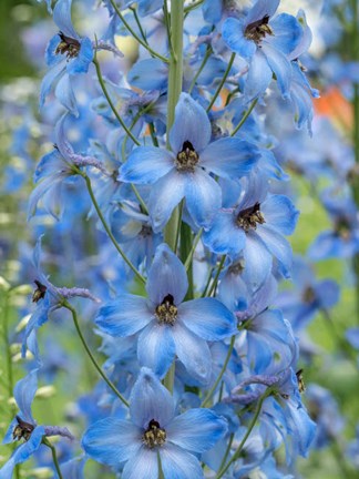 Framed Close-Up Of A Blue Delphinium Print