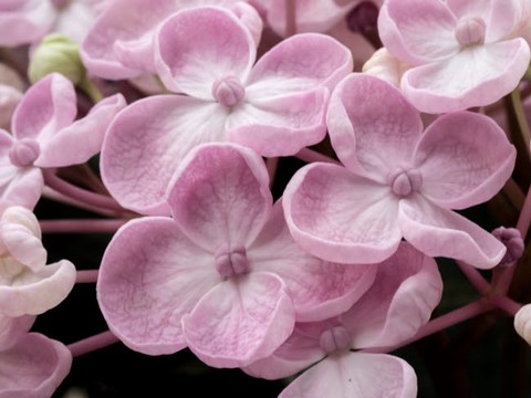 Framed Close-Up Of A Hydrangea Macrophylla &#39;Ayesha&#39;, Lilac Pink Print