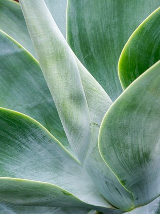 Framed Close-Up Of The Tropical Agave Plant Print