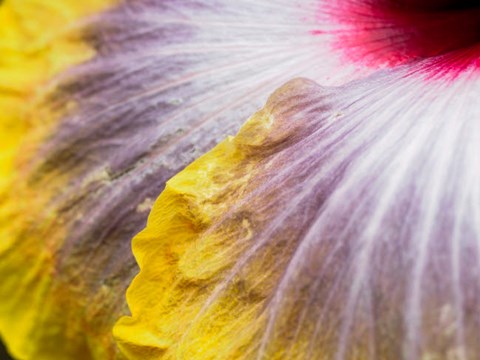 Framed Close-Up Of A Hibiscus Flower Print