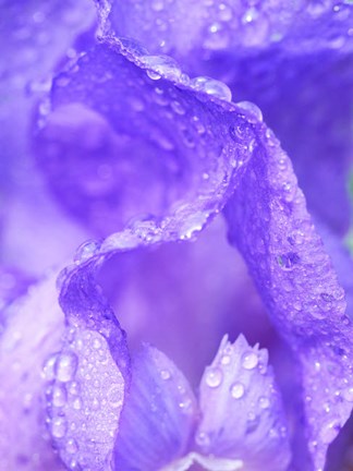 Framed Close-Up Of Dewdrops On A Purple Iris 1 Print