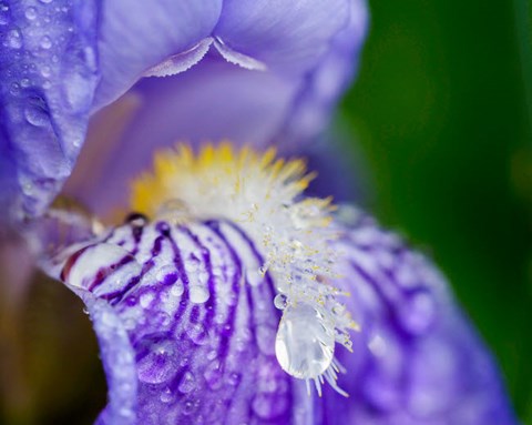 Framed Close-Up Of Dewdrops On A Purple Iris 2 Print