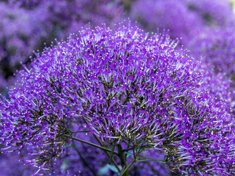 Framed Close-Up Of Flowering Purple Throatwort Print