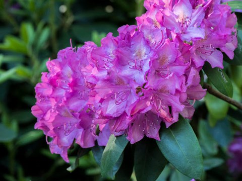 Framed Large Pink Rhododendron Blossoms In A Garden Print