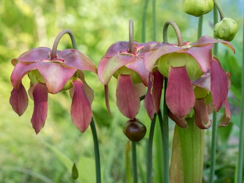 Framed Purple Flowers Of The Pitcher Plant, Sarracenia, A Carnivorous Plant Print