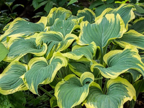 Framed Variegated Green And Yellow Hosta Print