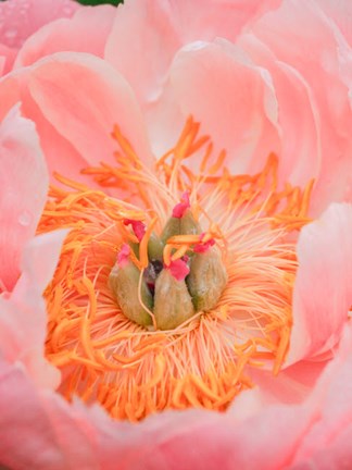 Framed Close-Up Of A Pink Peony Print