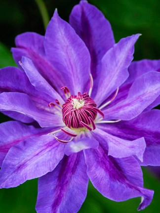 Framed Close-Up Of A Clematis Blossom 2 Print