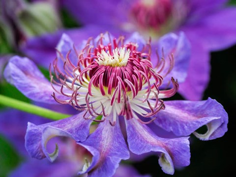 Framed Close-Up Of A Clematis Blossom Print