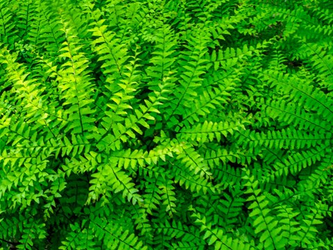 Framed Maidenhair Fern Print