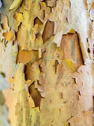 Framed Colorful Bark On A Tree In A Garden Print