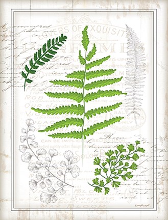 Framed Ferns I Print
